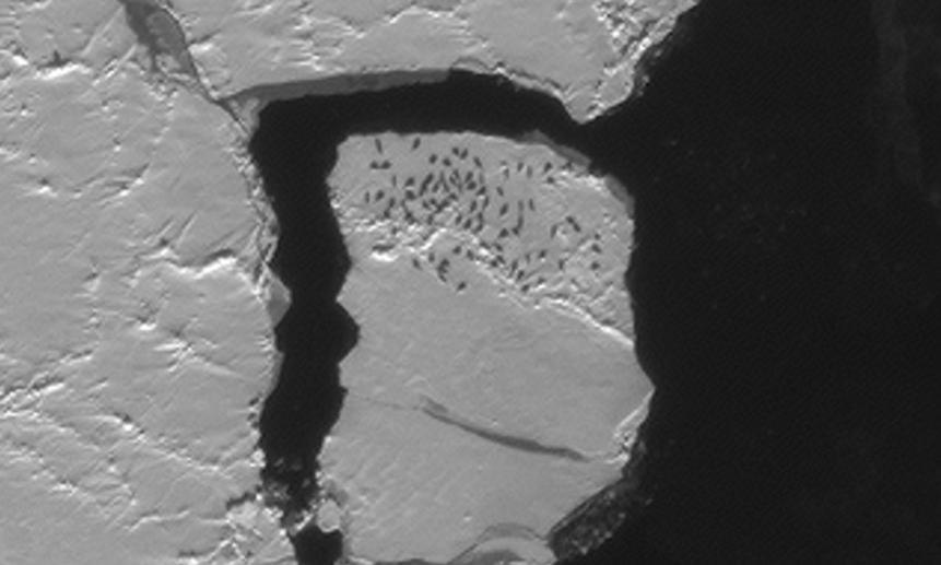 Фрагмент снимка GeoEye-1. На одной из льдин обнаружено крупное скопление тюленей, предположительно «монастырь» — залежка особей мужского пола, порядка 75 представителей вида (©DigitalGlobe).